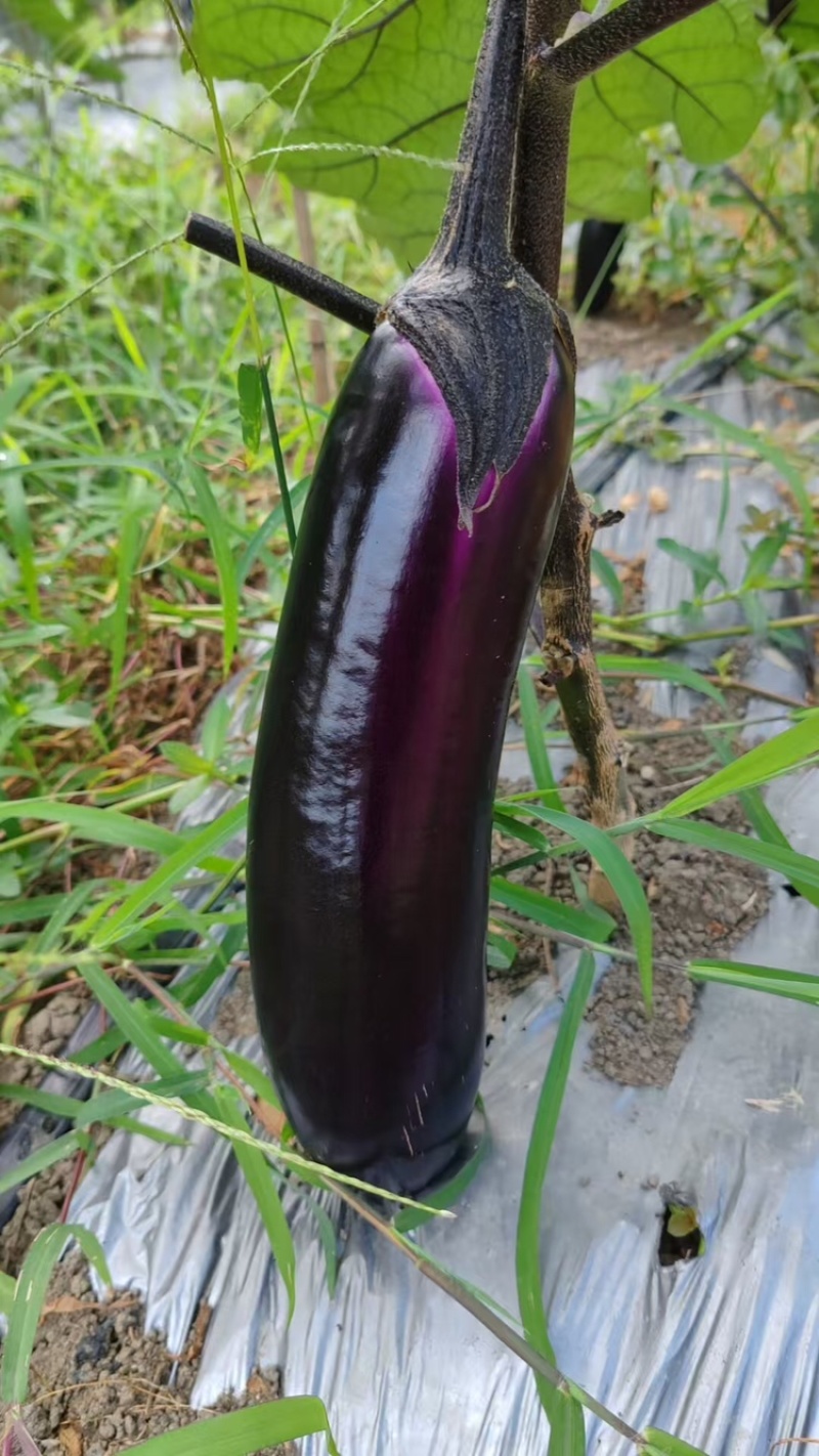烧烤茄子新鲜采摘优质茄子大量现货