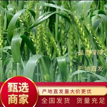 风和一号分蘖强特高产小麦种子高抗赤霉病新升级优质麦胶质麦