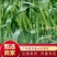 风和一号分蘖强特高产小麦种子高抗赤霉病新升级优质麦胶质麦