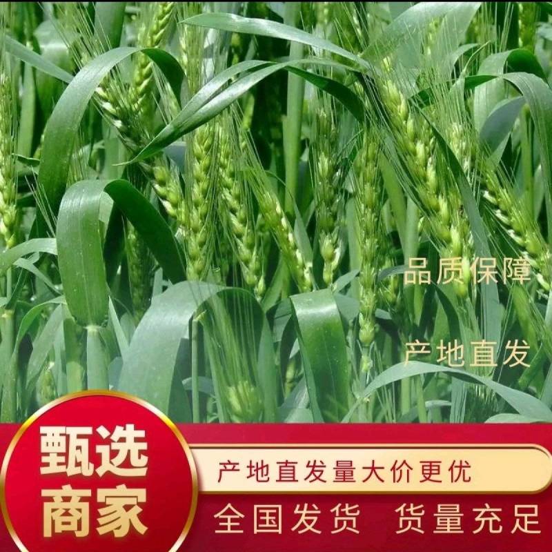 风和一号分蘖强特高产小麦种子高抗赤霉病新升级优质麦胶质麦
