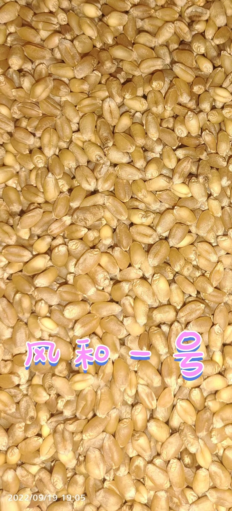 风和一号分蘖强特高产小麦种子高抗赤霉病新升级优质麦胶质麦