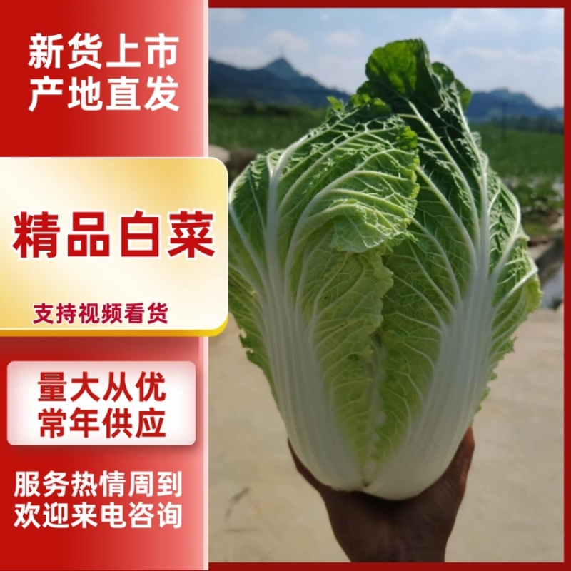 精品白菜长期供应可视频看货量大从优
