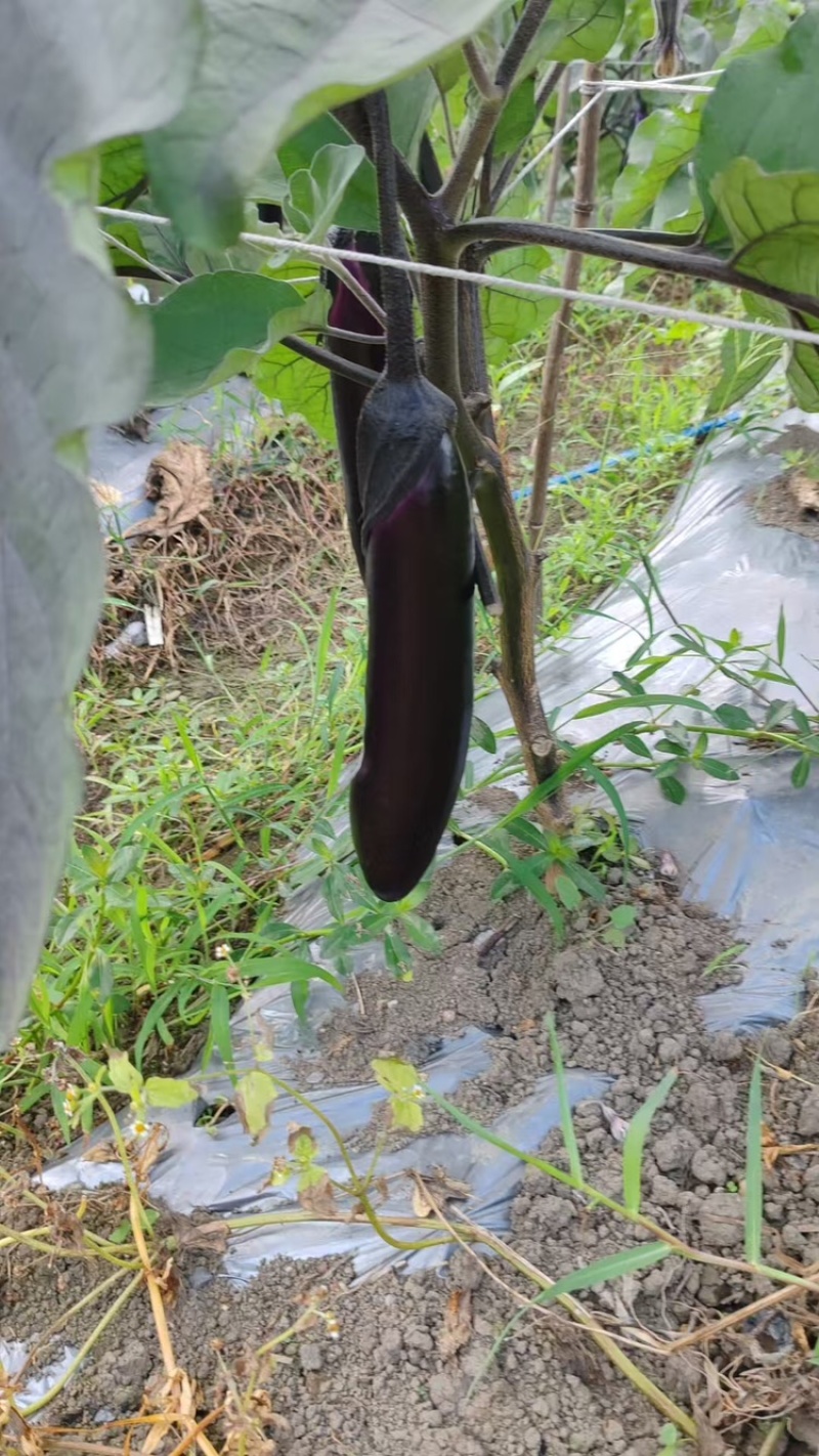 烧烤茄子新鲜采摘优质茄子大量现货