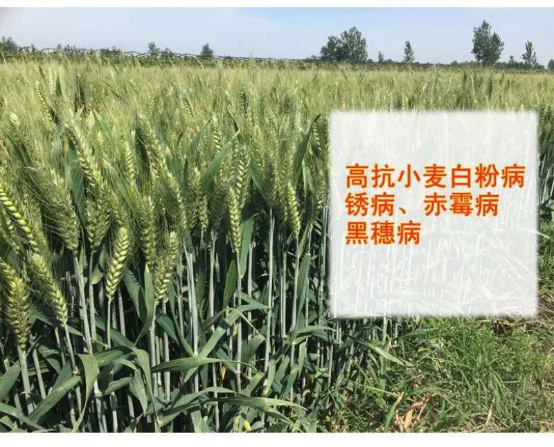 风和一号分蘖强特高产小麦种子高抗赤霉病新升级优质麦胶质麦