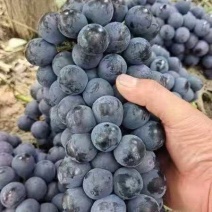 精品夏黑葡萄果肉翠硬香甜可口量大从优致电联系产地直供