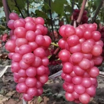 精品水晶巨峰葡萄果肉翠硬香甜可口量大从优致电联系产地直供