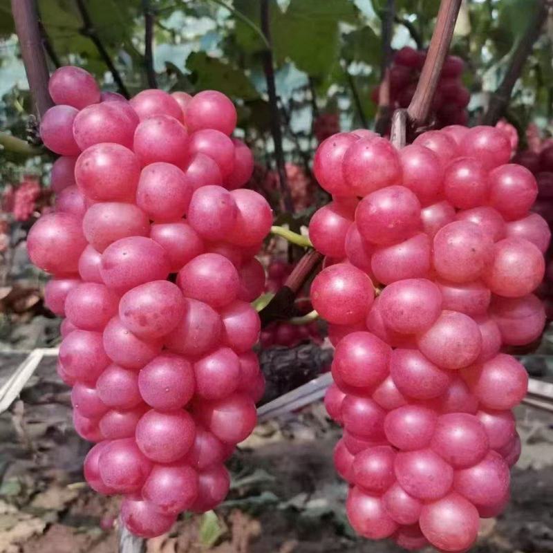 精品水晶巨峰葡萄果肉翠硬香甜可口量大从优致电联系产地直供