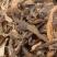 骨碎补各种中药材名贵药材冷被药材代加工打粉压片制丸子