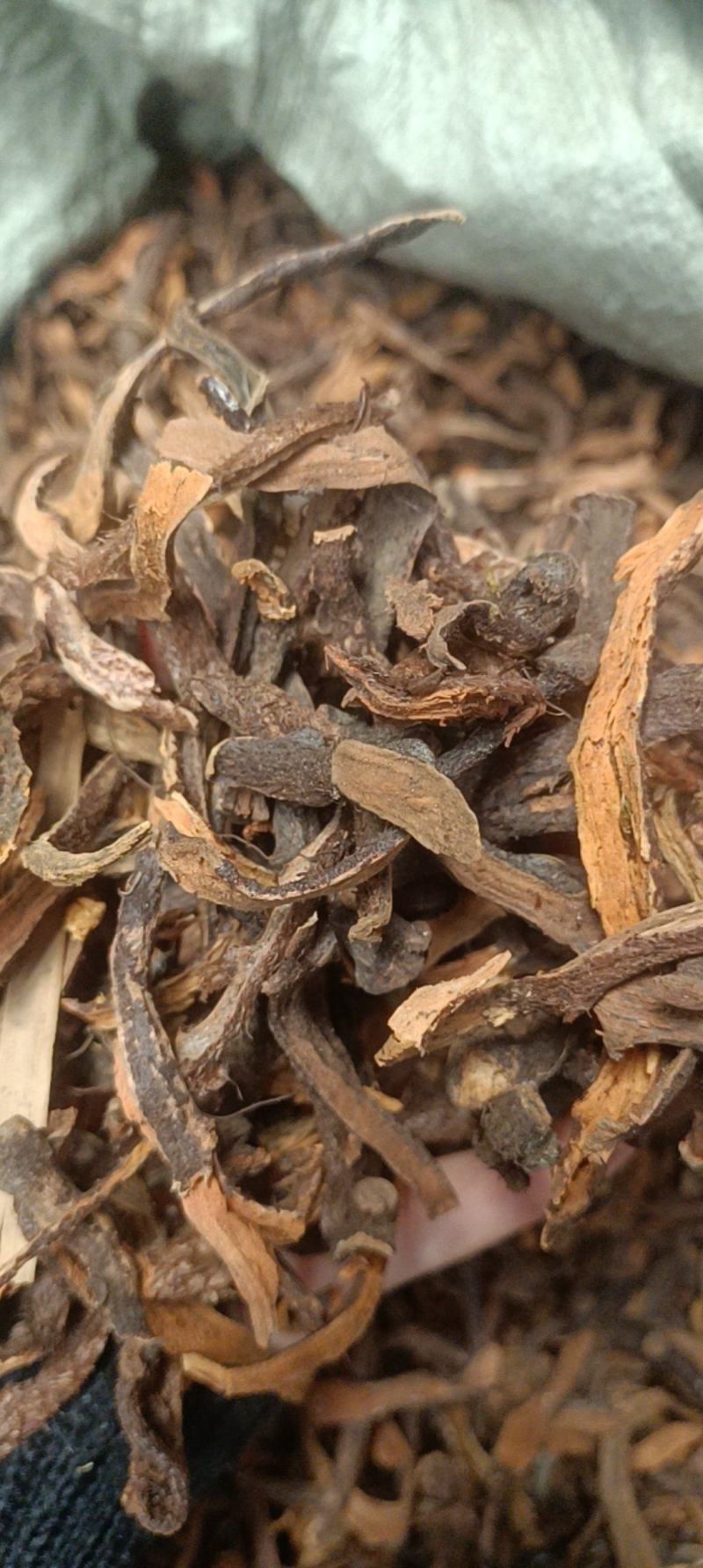骨碎补各种中药材名贵药材冷被药材代加工打粉压片制丸子