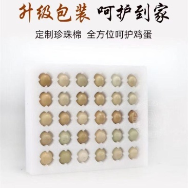 自己家散养野鸡