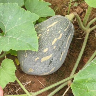 广西贺州富川香芋南瓜