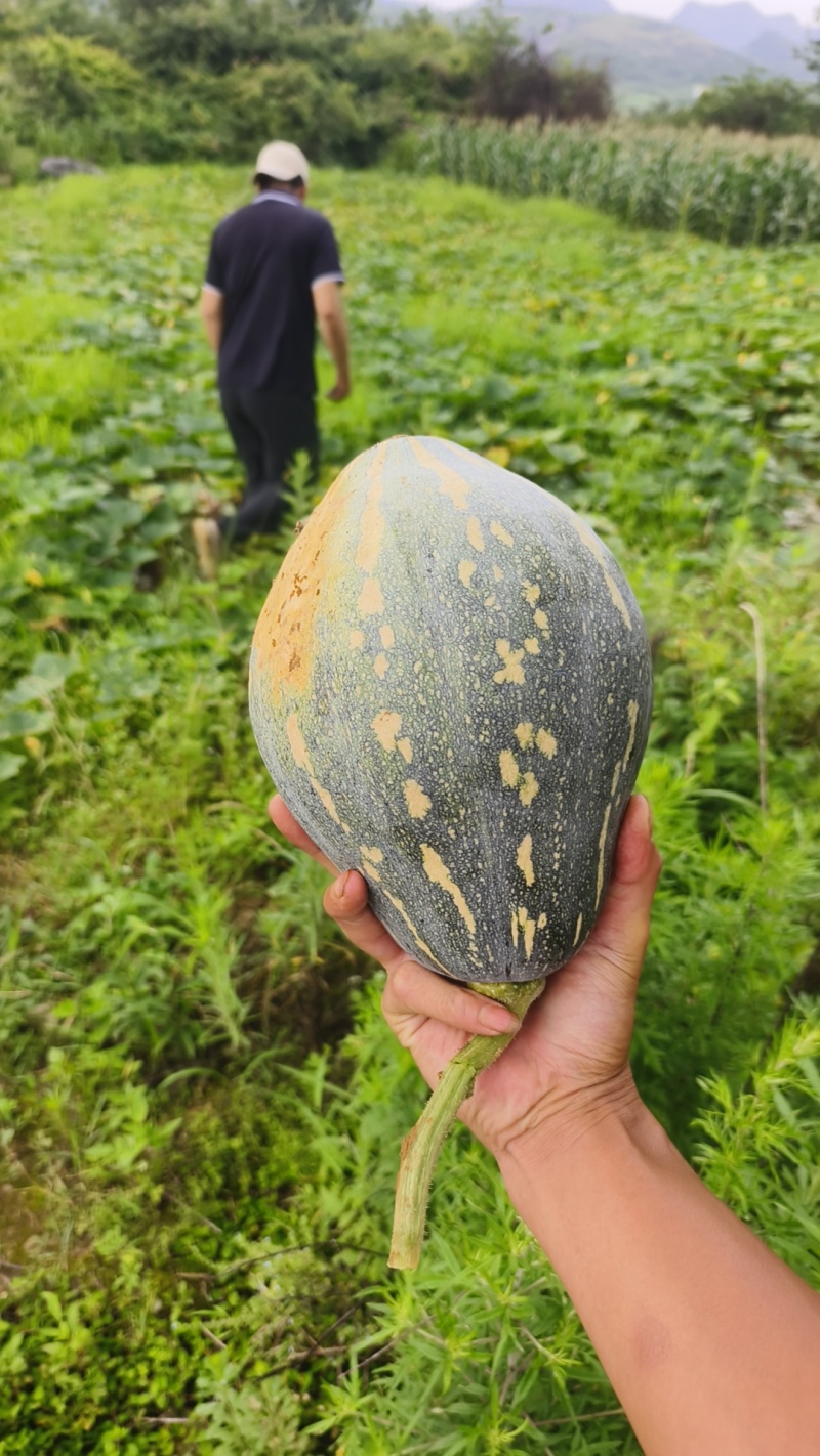 广西贺州富川香芋南瓜