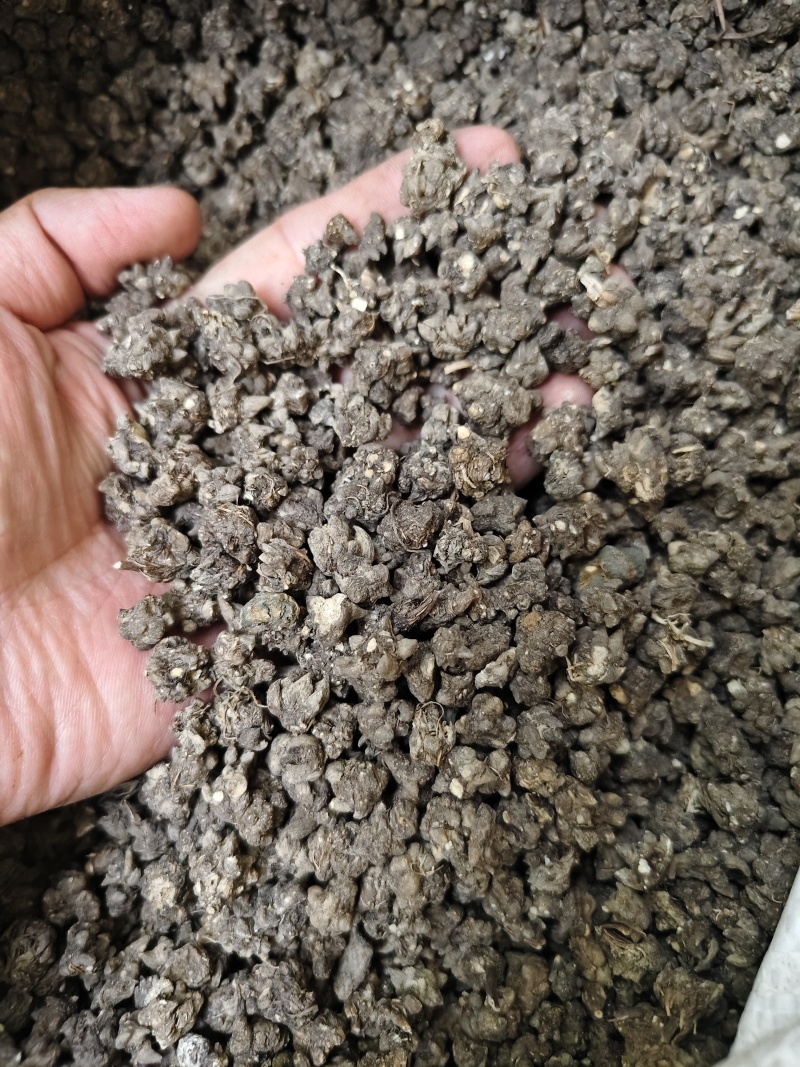 猫爪草中药材无硫正品水洗猫爪草量大优惠批发零售