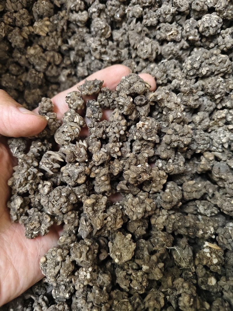 猫爪草中药材无硫正品水洗猫爪草量大优惠批发零售