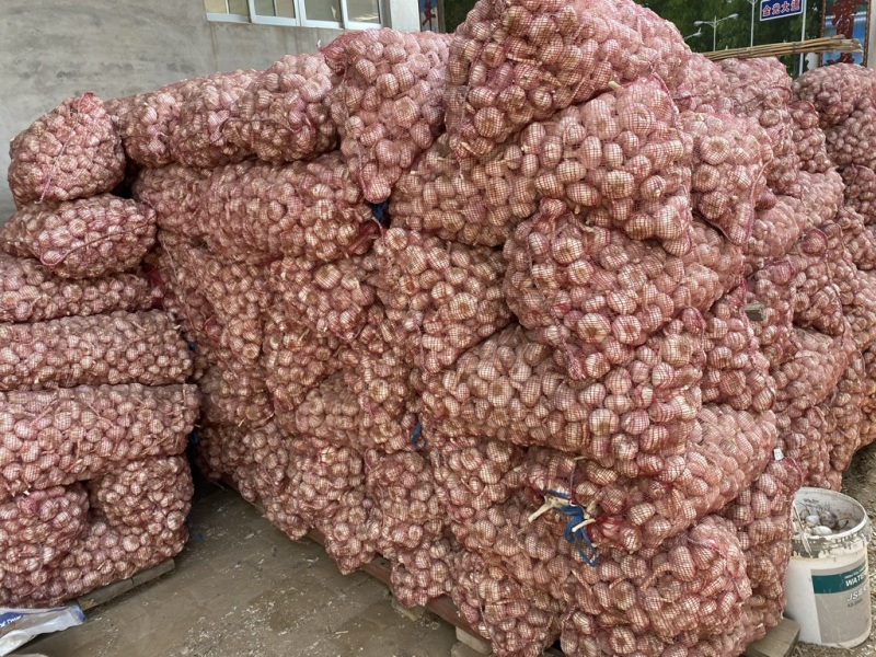 山东聊城大蒜分级过筛净蒜紫皮蒜头大青颗