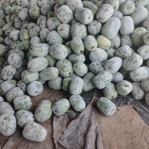 【热卖推荐】山东聊城精品冬瓜源头产地直发量大从优