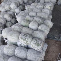 【白皮冬瓜】山东聊城精品冬瓜源头产地直发量大从优