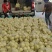 甜瓜甜宝甜瓜小量上市精品甜瓜产地直销保质保量