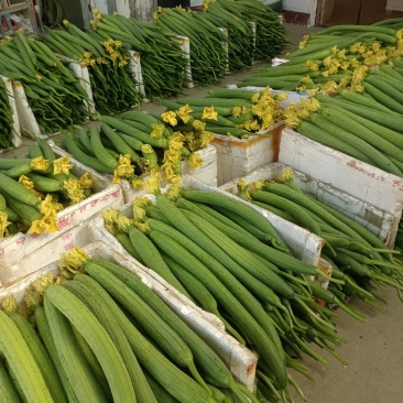四川绵阳鲜花丝瓜