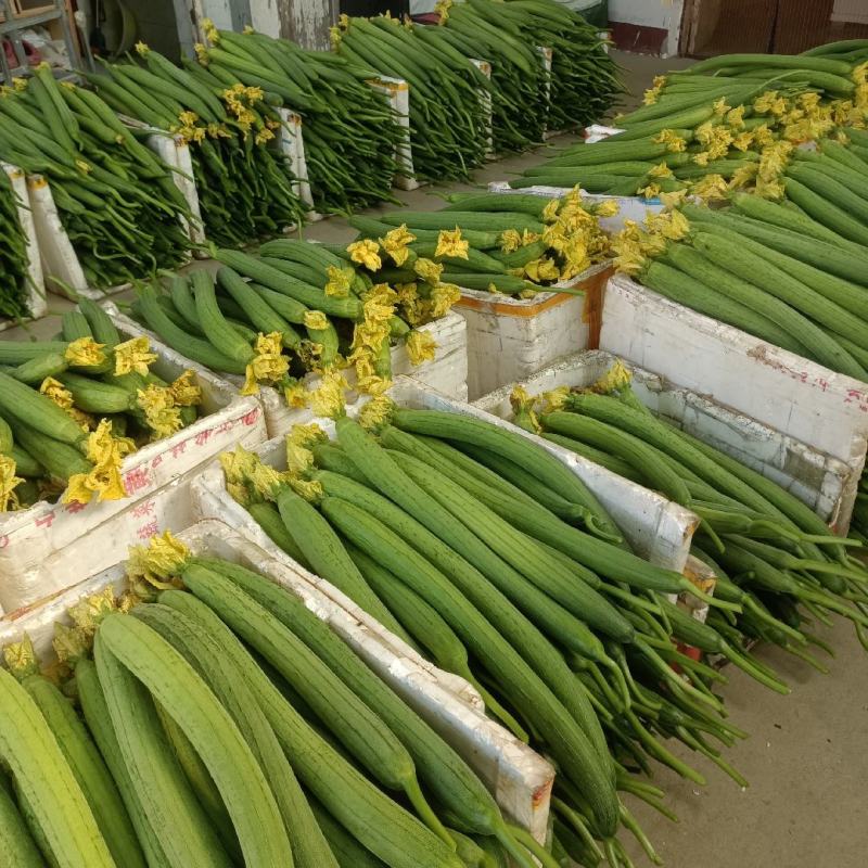 四川绵阳鲜花丝瓜