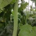 四川绵阳鲜花丝瓜