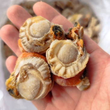 带黄扇贝肉无冰衣大小规格都有