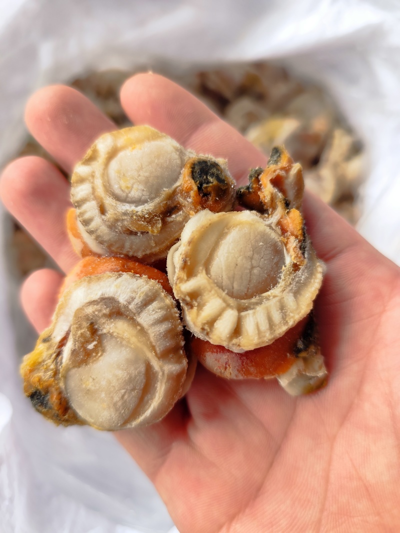 带黄扇贝肉无冰衣大小规格都有