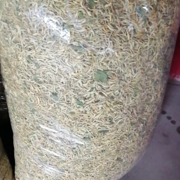 金银花