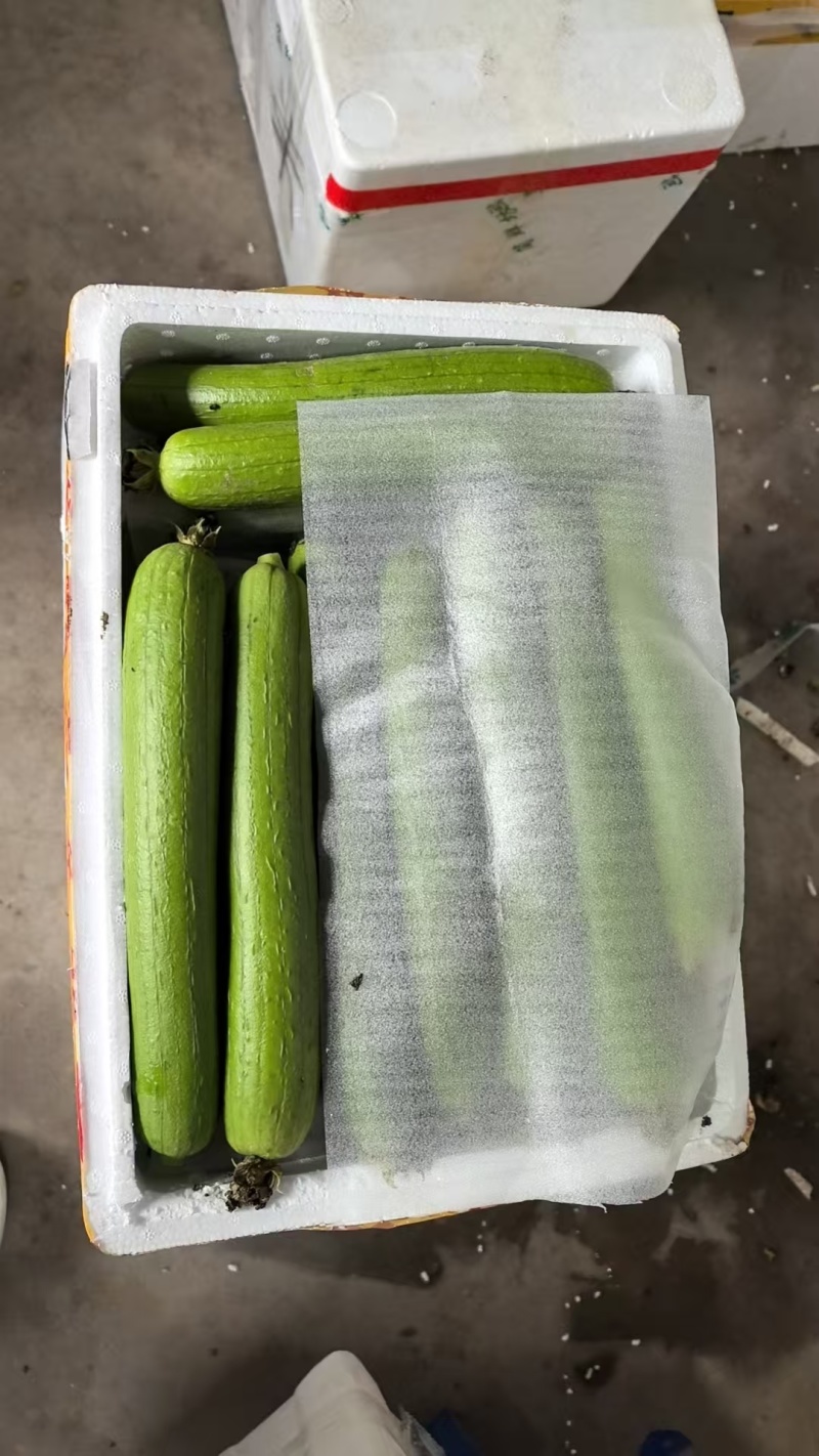油皮丝，肉丝瓜，本地丝瓜，大量上市，视频看货，量大从优