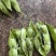 毛豆新鲜带壳现摘批发农家自种当季蔬菜凉拌毛豆荚青豆
