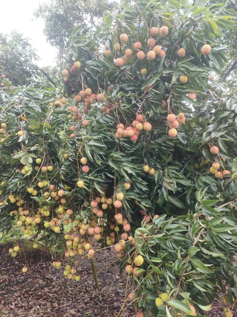 《正宗镇隆》高山荔枝桂味糯米糍软糯香甜皮薄肉厚，自产自销
