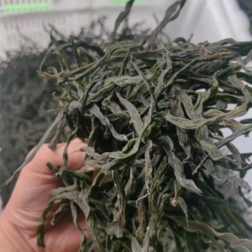 四川地豆干豆角大量供应东北辽宁吉林黑龙江各大批发市场