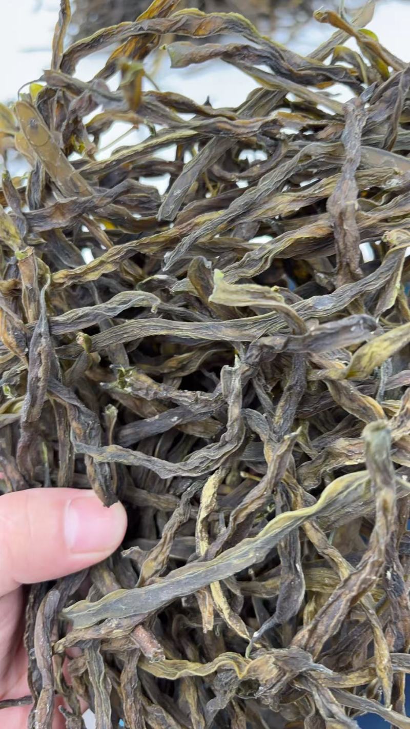 四川地豆干豆角大量供应东北辽宁吉林黑龙江各大批发市场