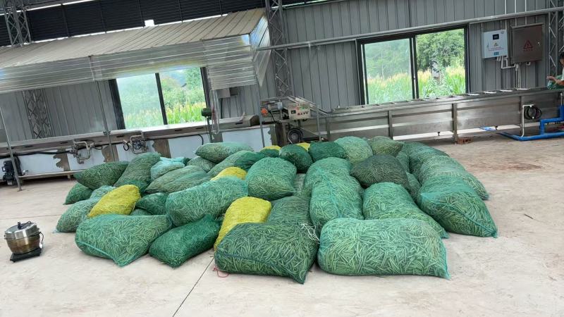 四川地豆干豆角大量供应东北辽宁吉林黑龙江各大批发市场