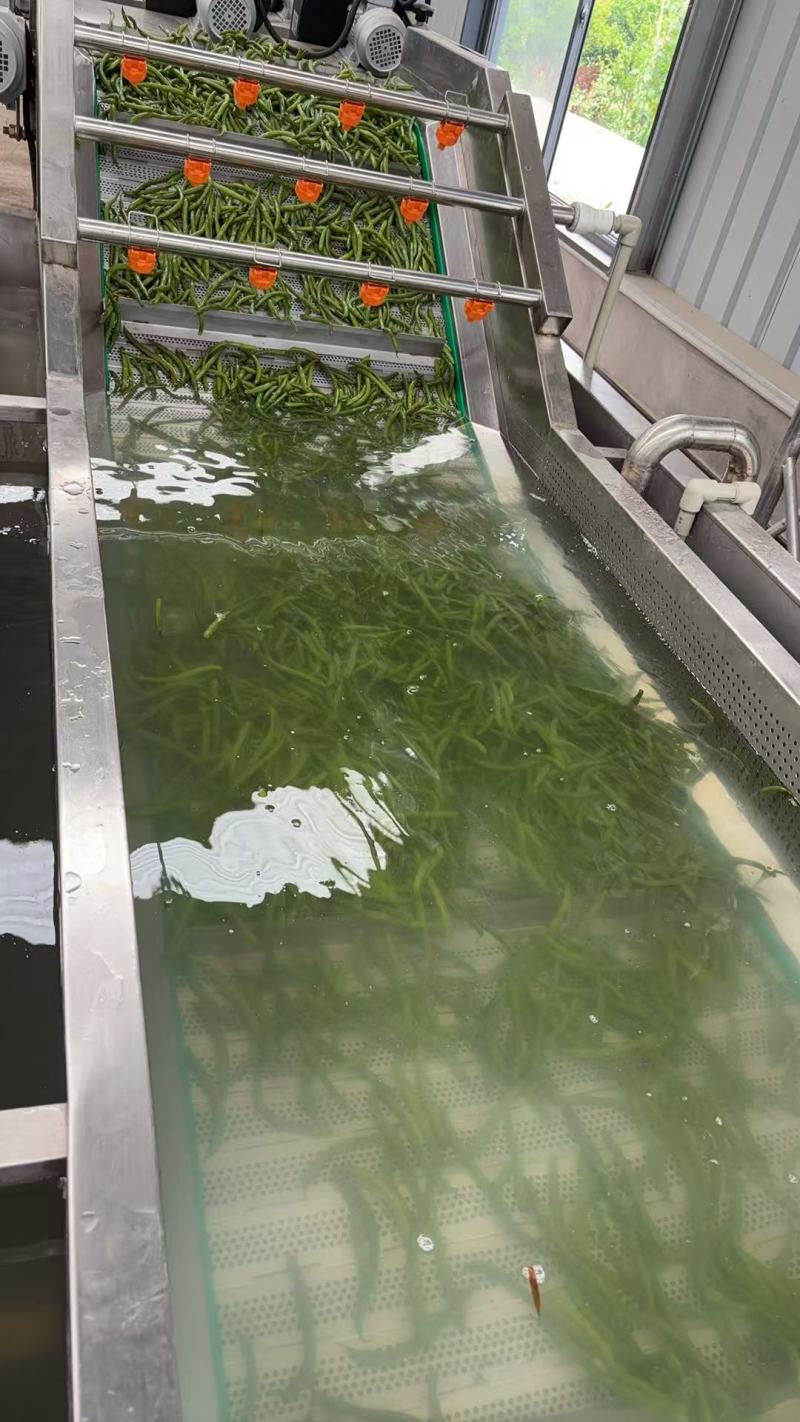 四川地豆干豆角大量供应东北辽宁吉林黑龙江各大批发市场
