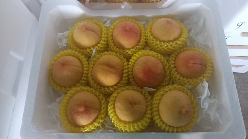 黄金蜜桃