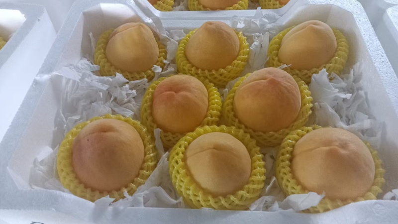 黄金蜜桃
