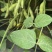 【源头直采】山东毛豆大青豆稳定供货欢迎来电咨询