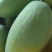 大青芒