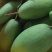 大青芒