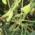 【源头直采】山东毛豆大青豆稳定供货欢迎来电咨询