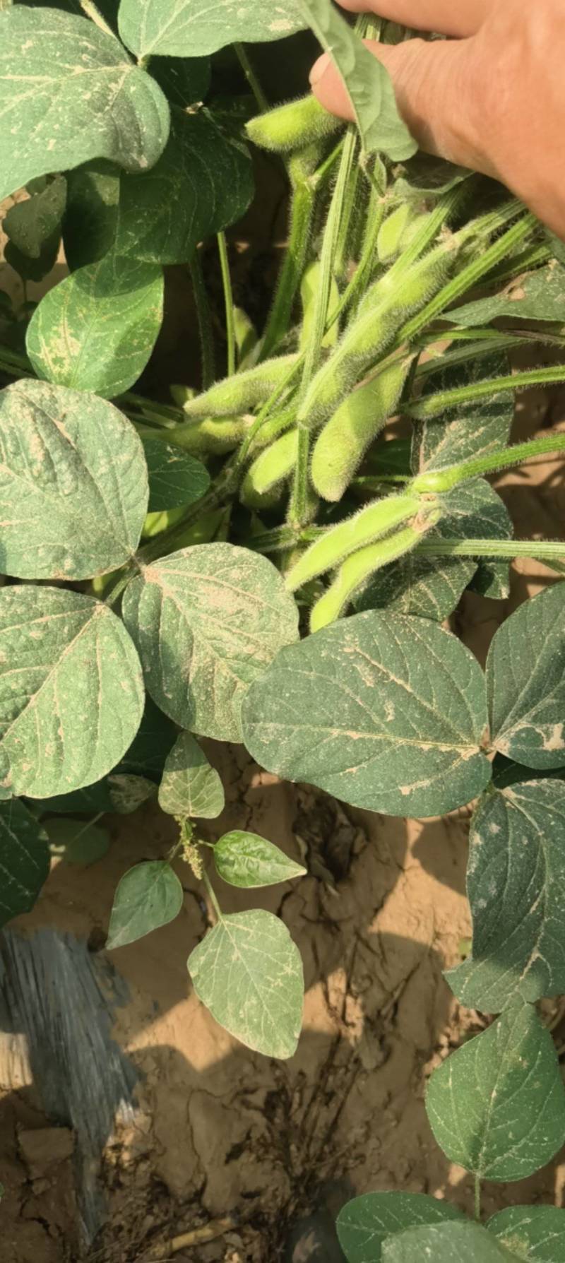 【源头直采】山东毛豆大青豆稳定供货欢迎来电咨询