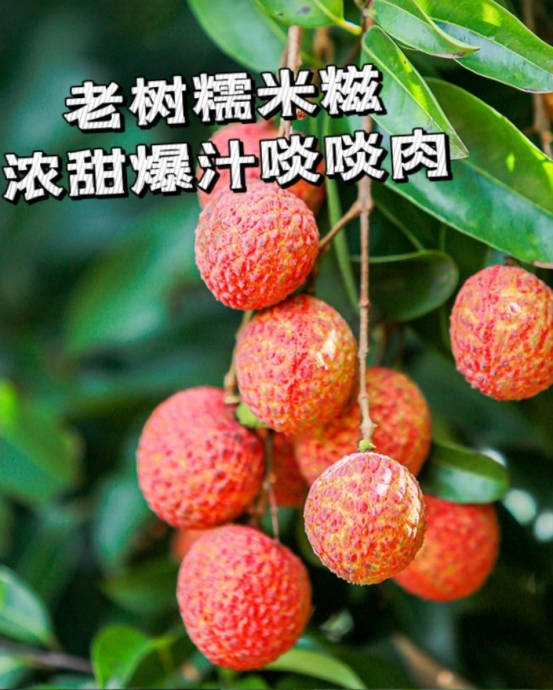 30+年老树糯米糍