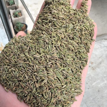 精品净度好