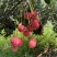 茂名高州荔枝，自家果园桂味，承接各种平台电商一件代，采购
