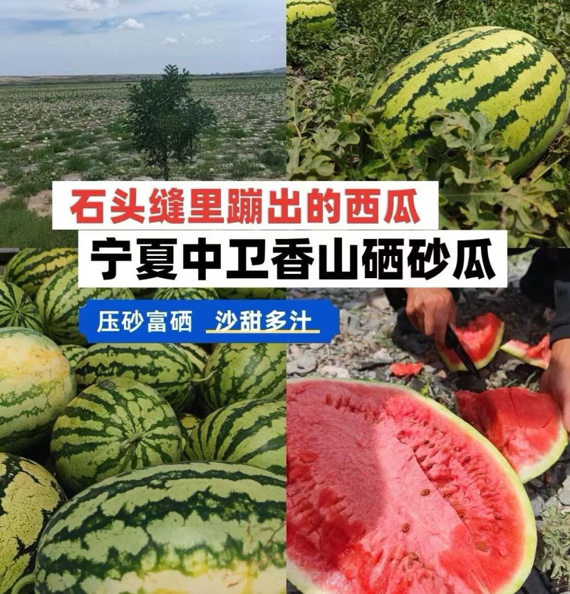 《硒砂瓜&石缝瓜》宁夏硒砂瓜/宁夏西瓜/包熟包甜大吨位供