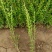 紫薇营养杯紫薇别名百日红高65厘米冠幅30厘