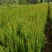紫薇营养杯紫薇别名百日红高65厘米冠幅30厘