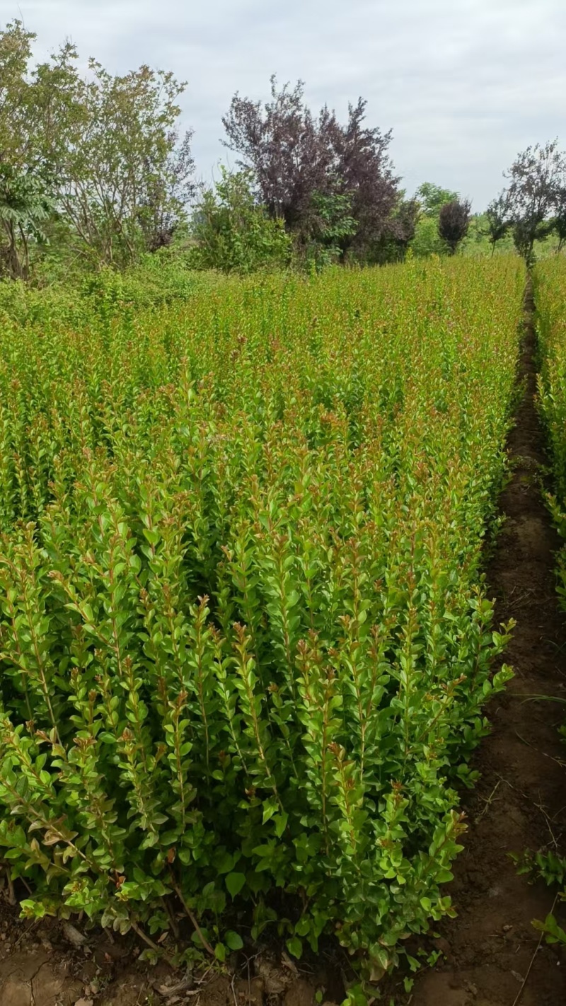 紫薇营养杯紫薇别名百日红高65厘米冠幅30厘