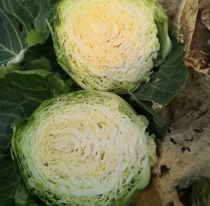 沂蒙山产地甘蓝菜对接各大商超批发市场